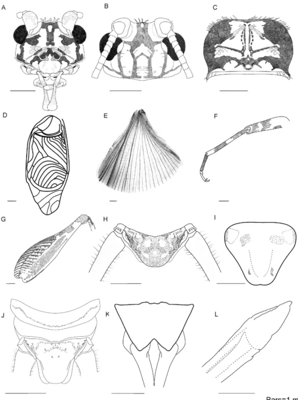 FIGURE 3. Rumea zebra sp. nov., male holotype (A–I) and female allotype (J–L),  unless otherwise specified