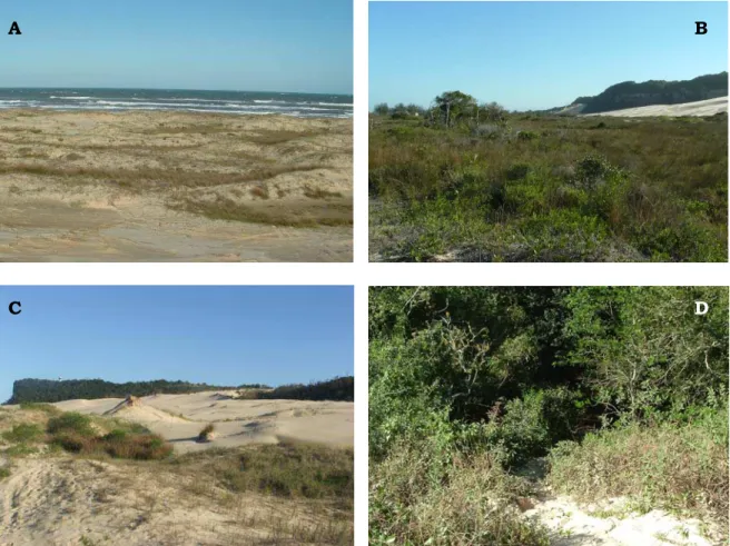 Figure 2 – Pictures of the four habitat types occurring along the studied 