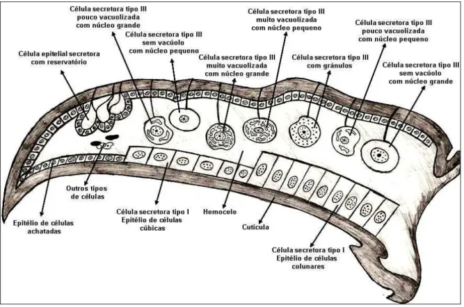 Figura 1: Detalhe das estruturas intramandibulares de formigas. Desenhado sem escala.  