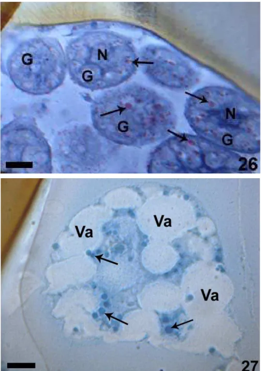 Figura 26 e 27: Secções histológicas das mandíbulas com testes histoquímicos. 26. Reação positiva  para lipídio (azul do Nilo) (seta) em células secretoras tipo III em P