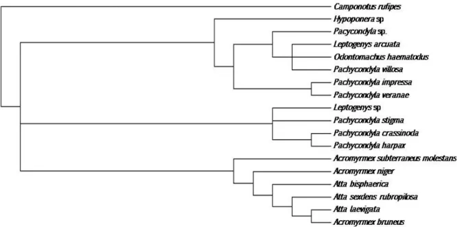 Figura 29- Relações filogenéticas entre espécies das Myrmicinae e Ponerinae baseadas nas  características das glândulas intramandibulares