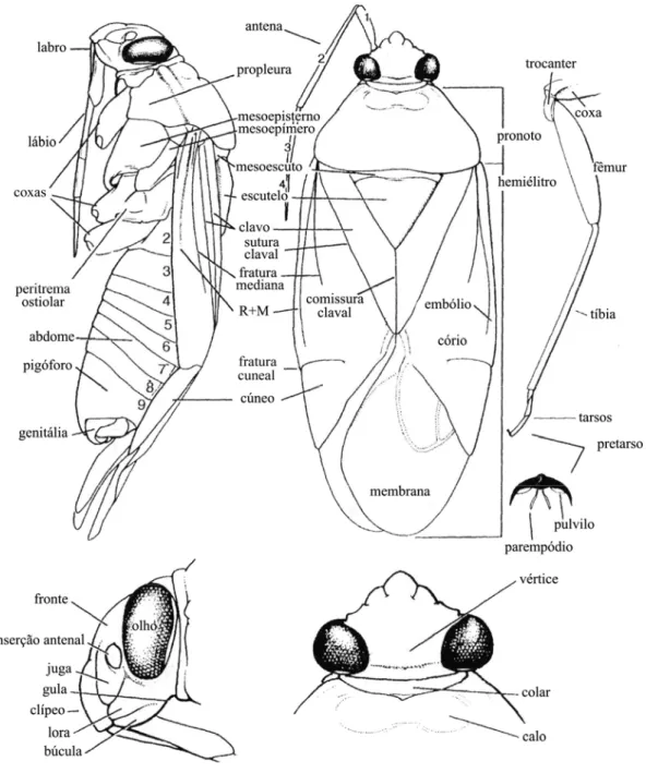 Fig. 03: Morfologia externa de Miridae. Modificado de Schuh &amp; Slater, 1995. 