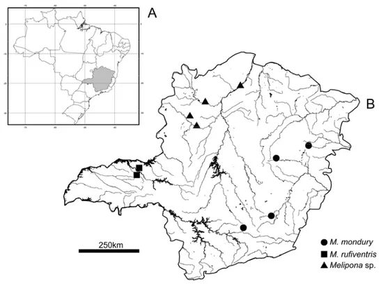 Figura 1. Locais de coleta de  M. mondury ,  M. rufiventris  e  Melipona  sp .  Mapa do Brasil  (A) e de Minas Gerais (B)