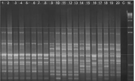 Figura 2. Padrão de amplificação do DNA de  M. mondury  (1 a 8),  M. rufiventris  (9 a 13 