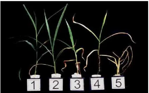 Figura 7.  Escala de daño en Brachiaria. 1: planta con daño no visible, 2: planta con 25% del  follaje afectado, 3: 50%,  4: 75% y 5: 100% del follaje afectado