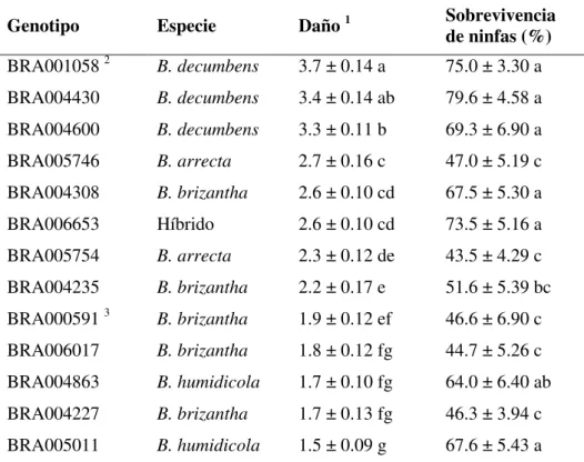 Tabla  4.  Respuesta de genotipos de  Brachiaria al ataque de ninfas de  N.  entreriana  (Marzo/2005)