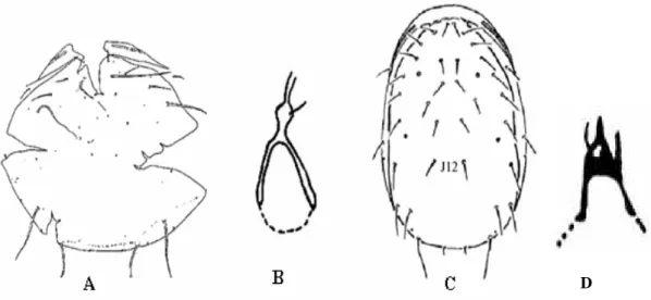 Figura 7 – Esquema dorsal e espermateca. A e B: P. dominigos (baseado em El- El-Banhawy, 1984); C e D: Phytoseiidae (letra C, baseado em Krantz, 1978)