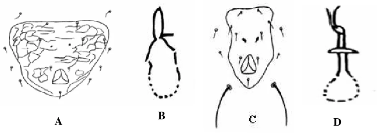 Figura 11 – Esquema do escudo ventrianal e espermateca. A, B: A. saopaulus; C: A  acalyphus 