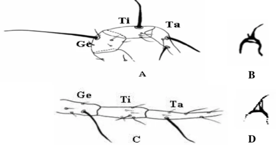 Figura 13 – Esquema da perna e espermateca. A-B: Amblyseius  operculatus; C-D: A. compositus 