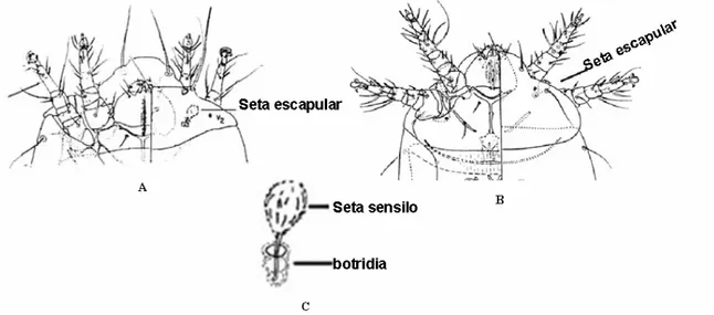 Figura 16 – Esquema do gnatossoma. A: Fungitarsonemus sp.; B: Tarsonemus sp.;  C: seta escapular (baseado em Lindquist, 1986)