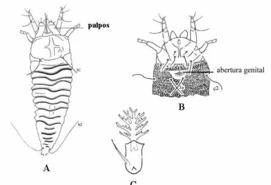 Figura 17 – Esquema dorsal e ventral de Eriophyidae. A,B,C: Schevtchenkella  sp.   (B: baseado em Baker et al