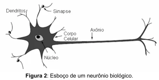 Figura 2: Esboço de um neurônio biológico.  Fonte: Jain et al. (1996). 