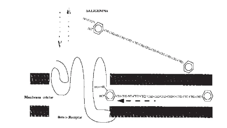 Figura 1 – Modelos de atuação do salmeterol. Ligação da cadeia lateral à membrana celular, com angulação da cabeça de saligenina, permitindo sucessivas reapresentações ao beta-receptor (8)  e de difusão lateral, dentro da membrana celular (9) 