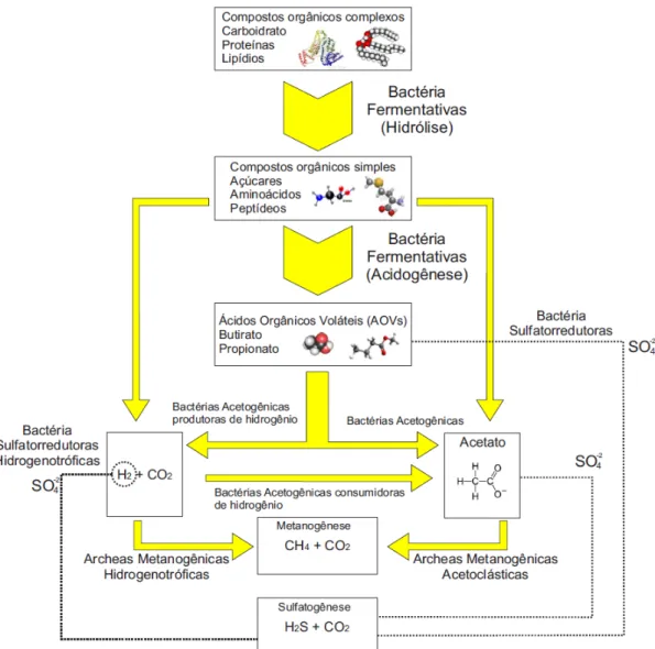 Figura  2.  Etapas  de  conversão  do  substrato  através  do  comensalismo  de  microrganismos  anaeróbios  (Van  Haandel  e  Lettinga,  1996;  Chernicharo,  2007)