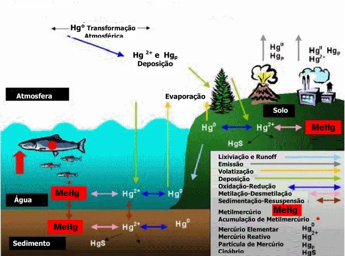 Figura 3.2. O ciclo do mercúrio. Fonte: Agência de Meio Ambiente do Canadá (2005).  