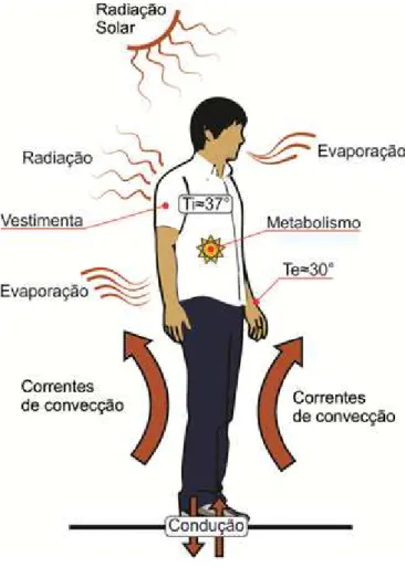 Figura 2 – Organismo humano – máquina térmica 