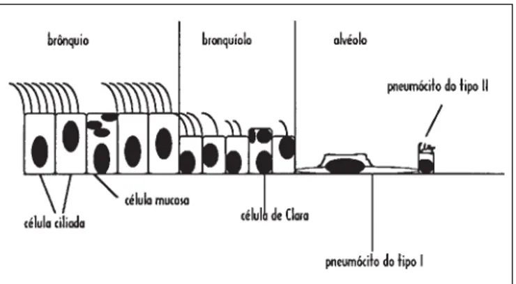 Figura 3 – Esquema da estrutura de revestimento das vias aéreas e al- al-véolos