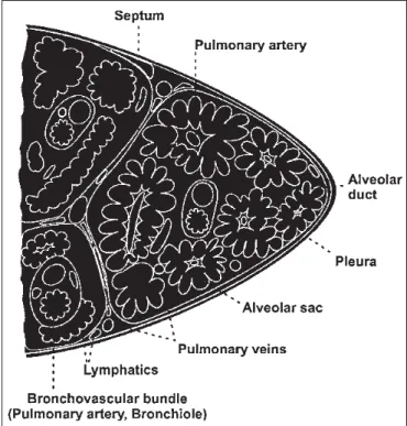 Figura 8 – Padrão broncocêntrico de distribuição das lesões. Exemplos: