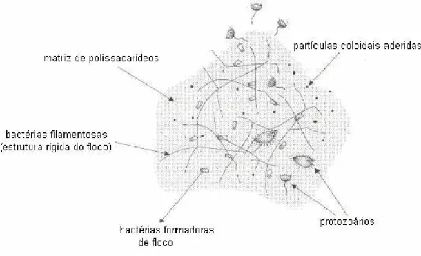 Figura 2 – Floco de lodo ativado (von Sperling, 1997). 