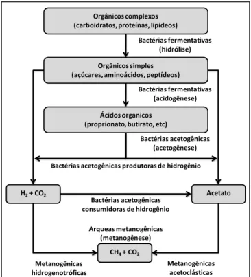Figura  2  –  Rotas  metabólicas  e  os  grupos  microbianos  envolvidos  na  digestão  anaeróbia