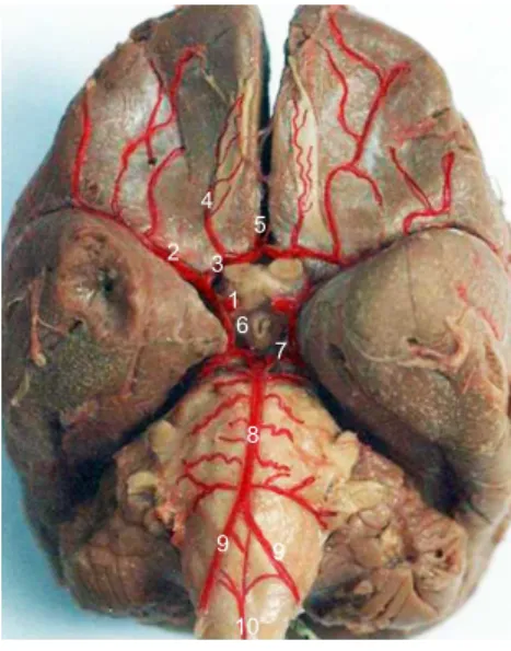 Figura 1. Fotografia da vista ventral do encéfalo do primata Cebus apella sp.  (Linnaeus, 1766) destacando-se os vasos componentes do sistema carótico do  encéfalo nos dois antímeros, as artérias: carótidas do encéfalo (1); cerebrais  médias (2); cerebrais