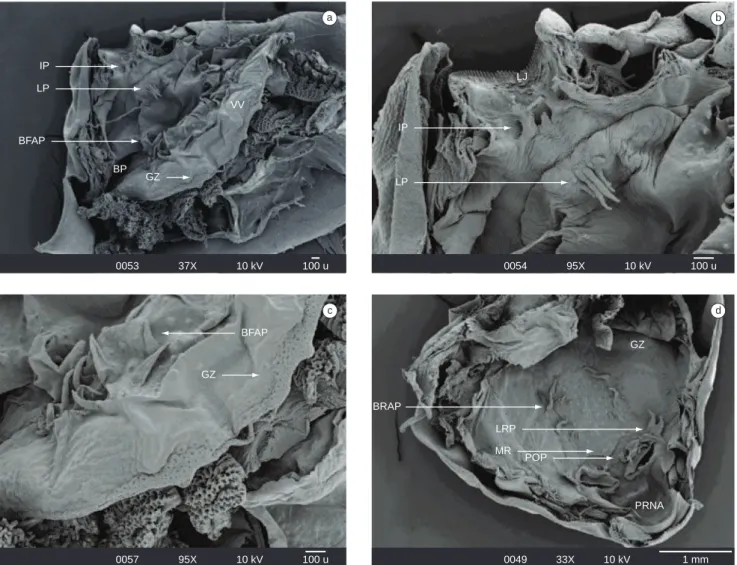 Figura 1. Imagens obtidas em microscopia eletrônica de varredura (MEV) do assoalho (a-c) e teto (d) bucal da larva de Eupemphix nattereri (estágio 36)