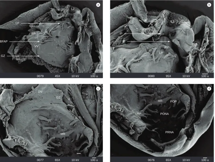 Figura 3. Imagens obtidas MEV do assoalho (a-b) e teto (c-c) bucal da larva de Physalaemus centralis (estágio 38)