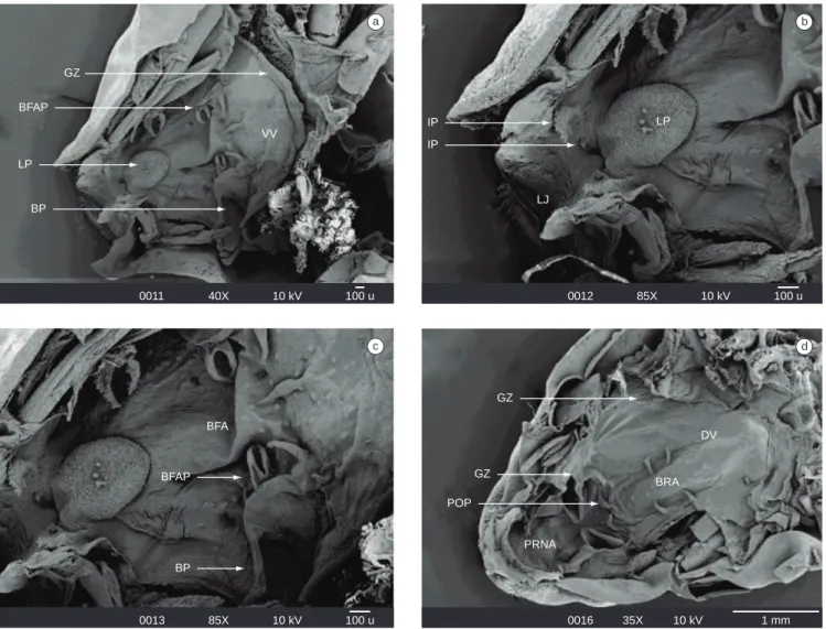 Figura 4. Imagens obtidas MEV do assoalho (a-c) e teto (d) bucal da larva de Physalaemus cuvieri (estágio 39)