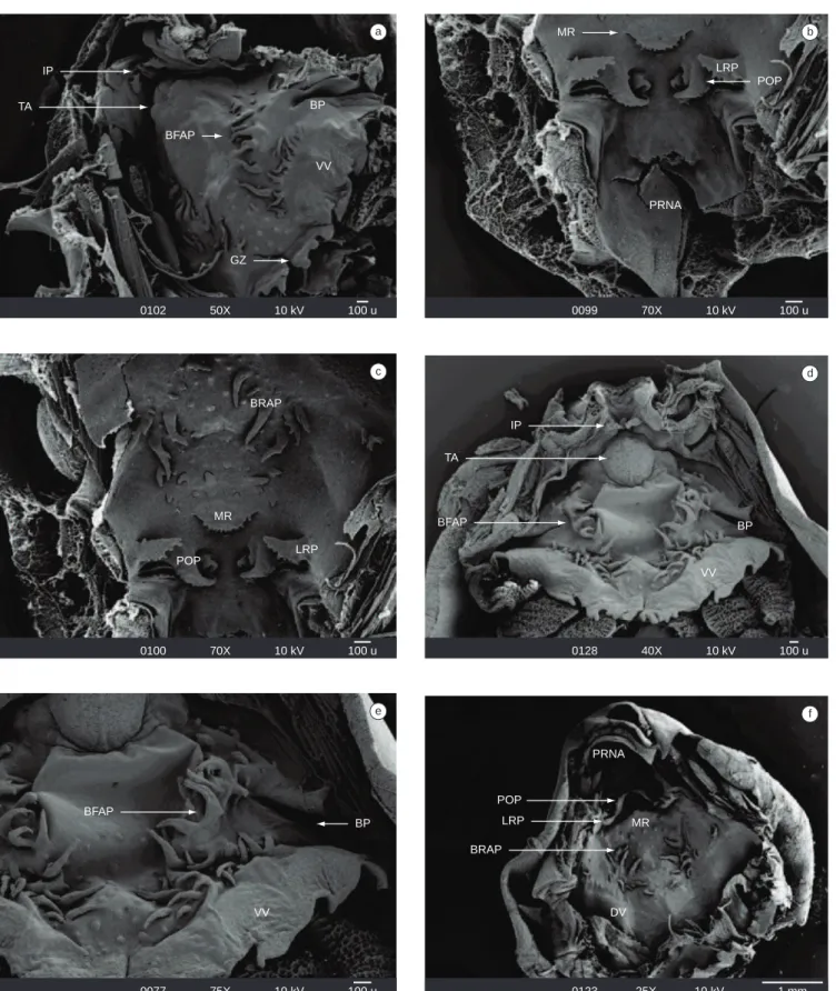 Figura 6. Imagens obtidas em MEV do assoalho (a) e teto bucal (b-c) da larva de Leptodactylus petersii (estágio 36), e do assoalho (d-e) e teto bucal (f) da 