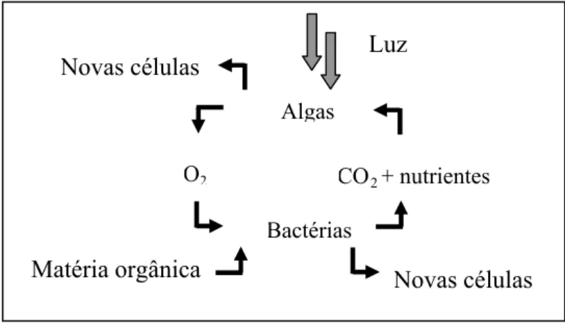 Figura 3.1 – Interação entre bactérias e algas em uma lagoa facultativa. Fonte: Adaptado de Mara (1997).