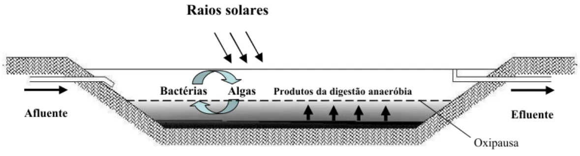 Figura 3.2 – Ilustração esquemática da configuração e dos processos predominantes em lagoas facultativas.