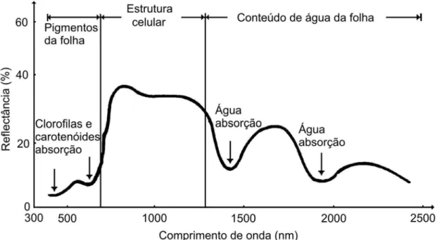 Figura 2 – Resposta espectral típica de uma folha de vegetação verde e  sadia. FONTE: Novo (1992)