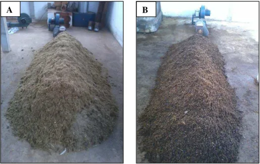 FIGURA 2. Vista da leira A (bagaço de cana-de-açúcar e cama de frango) e leira B (palha de  café e cama de frango) no início do processo de compostagem