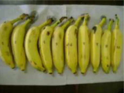 Figura 03. Vista com a caracterização das bananas utilizadas no experimento. 