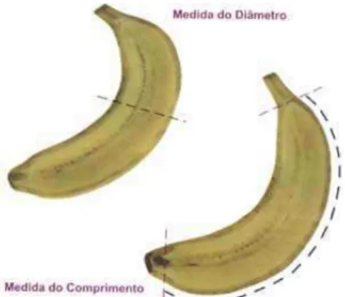 Figura  05.  Determinação  do  diâmetro  e  comprimento  da  banana.  FONTE:  Programa  Brasileiro  para  Melhoria  dos  Padrões  Comerciais  e  Embalagens  de  Hortigranjeiros (PBMPCEH, 1998)