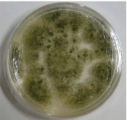 Figura 1. Colônia de A. flavus com 5 dias de crescimento em meio BDA,  incubada em câmara incubadora BOD a 25 °C