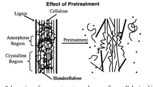 Figure 5.   Schematic  of  pretreatment goals on lignocellulosic biomass  (Hsu 1996). 