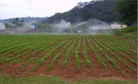 Figura 4. Área experimental com a cultura do feijão irrigada por aspersão  convencional