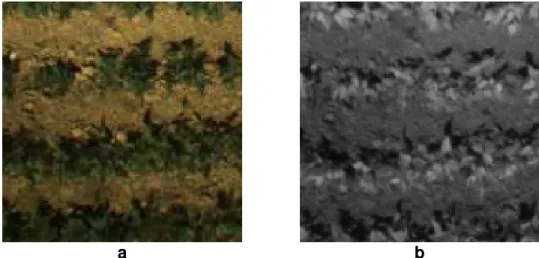Figura 10. Imagens coletadas aos 26 DAE. a) imagem colorida;  b) imagem  infravermelha