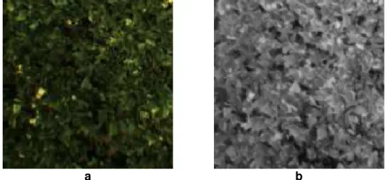 Figura 14. Imagens coletadas aos 68 DAE. a) imagem colorida;  b) imagem  infravermelha