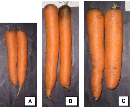 Figura 11 – Aparência visual das cenouras de classes curta (A), média (B) e  longa (C), armazenadas a 10 ºC e à umidade relativa de 95%,  no tempo de 120 h