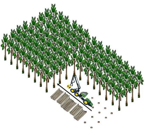 Figura 3 – Posicionamento do “Harvester”  no eito de trabalho para colheita  do eucalipto