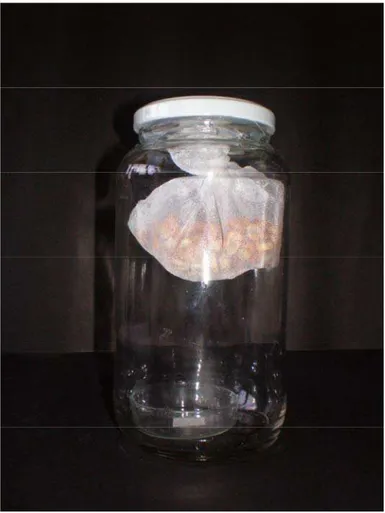 Figura 1 –  Frasco de vidro contendo grãos infestados com Sitophilus zeamais e papel- papel-filtro com óleo essencial de mostarda