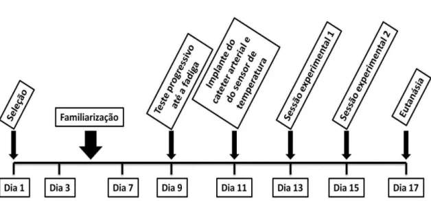 Figura 3.1. Linha do tempo referente ao delineamento experimental. 