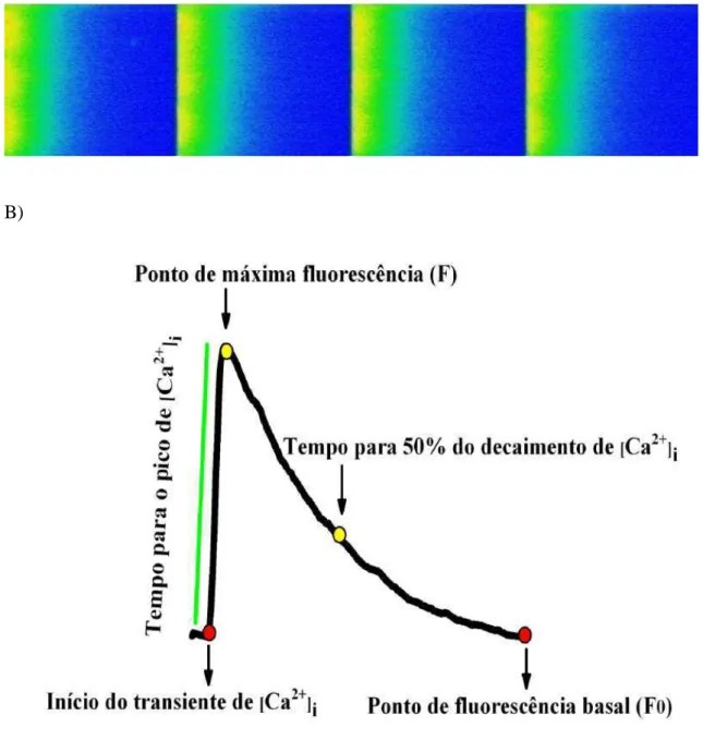 Figura  6.  A)  Traçados  representativos  das  imagens  de  fluorescência  para  o  transiente  de  [Ca 2+ ] i  em cardiomiócitos isolados de ratos