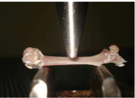 Figura 1. Fotografia do ensaio mecânico de flexão em três pontos, em diáfise de  fêmur 
