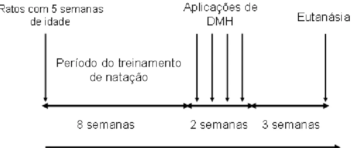 Figura 3- Delineamento experimental. 