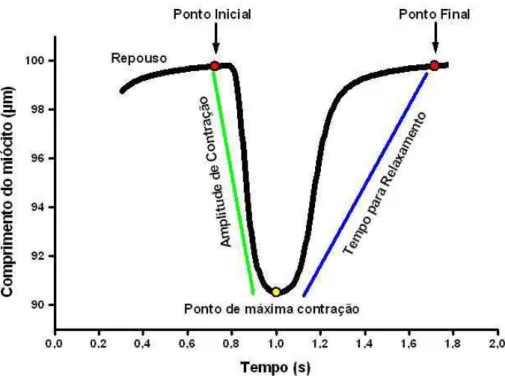 Figura 5. Diagrama demonstrativo do encurtamento de um cardiomiócito estimulado  na frequência de 1 Hz (~25ºC)  e dos respectivos parâmetros da contração analisados