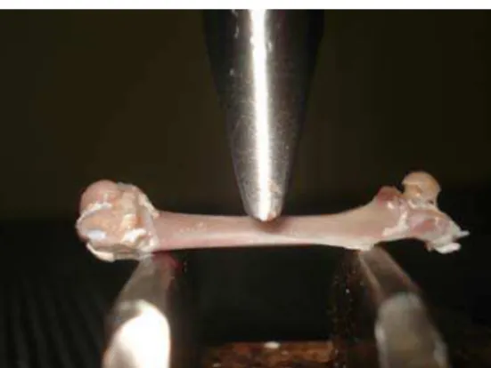 Figura 3: Fotografia do ensaio mecânico de flexão em três pontos, em diáfise de fêmur de  rata