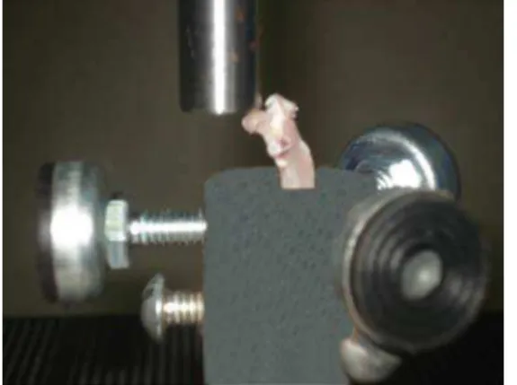 Figura 4: Fotografia do ensaio mecânico de flexão no colo do fêmur de rata. 